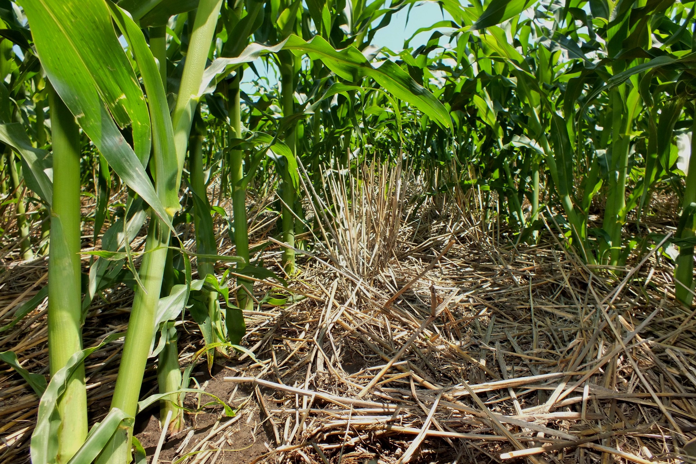 Young corn plants growing through last year's crop residue in a no-till field