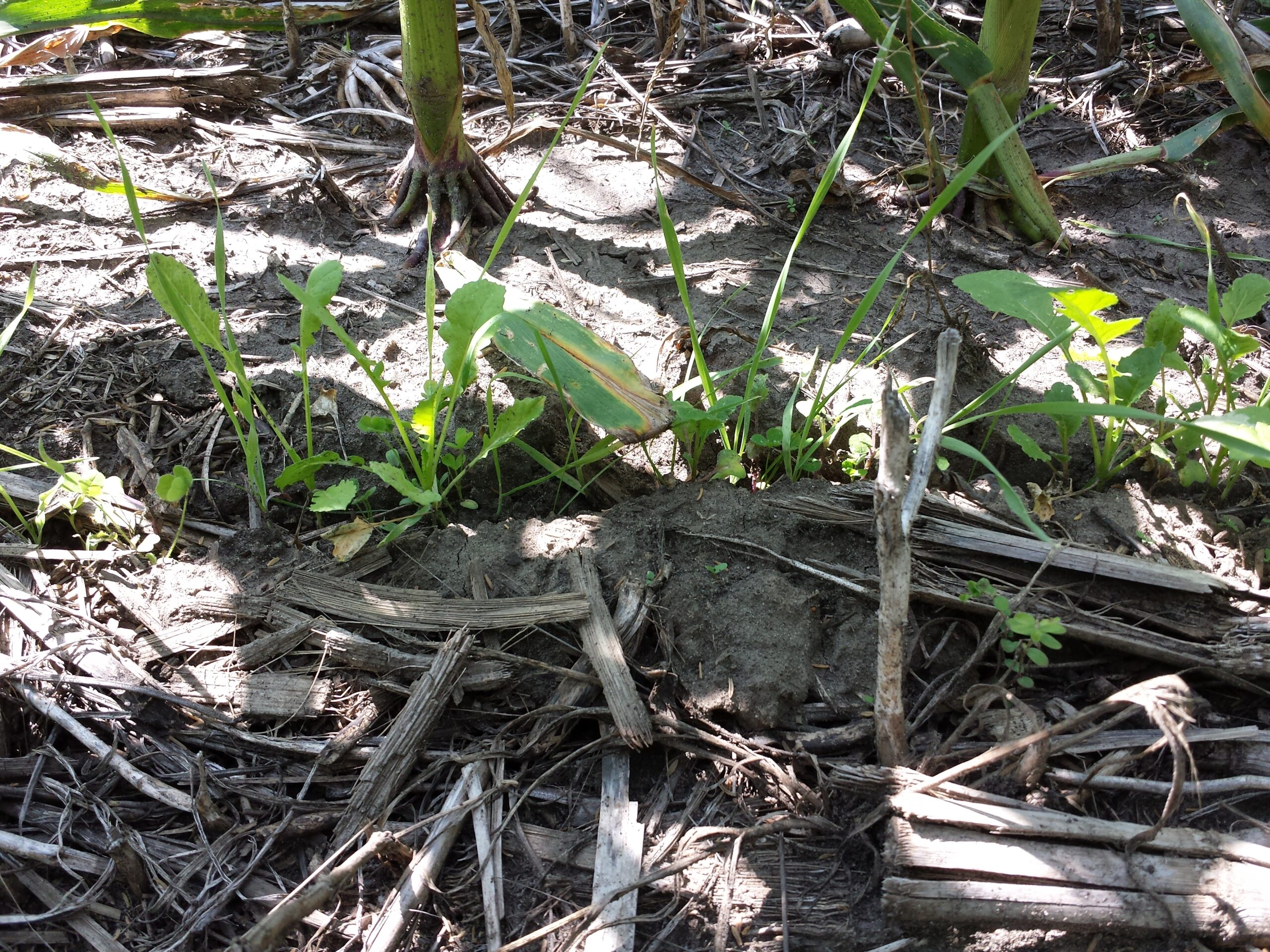 A green cover crop growing between rows of standing corn