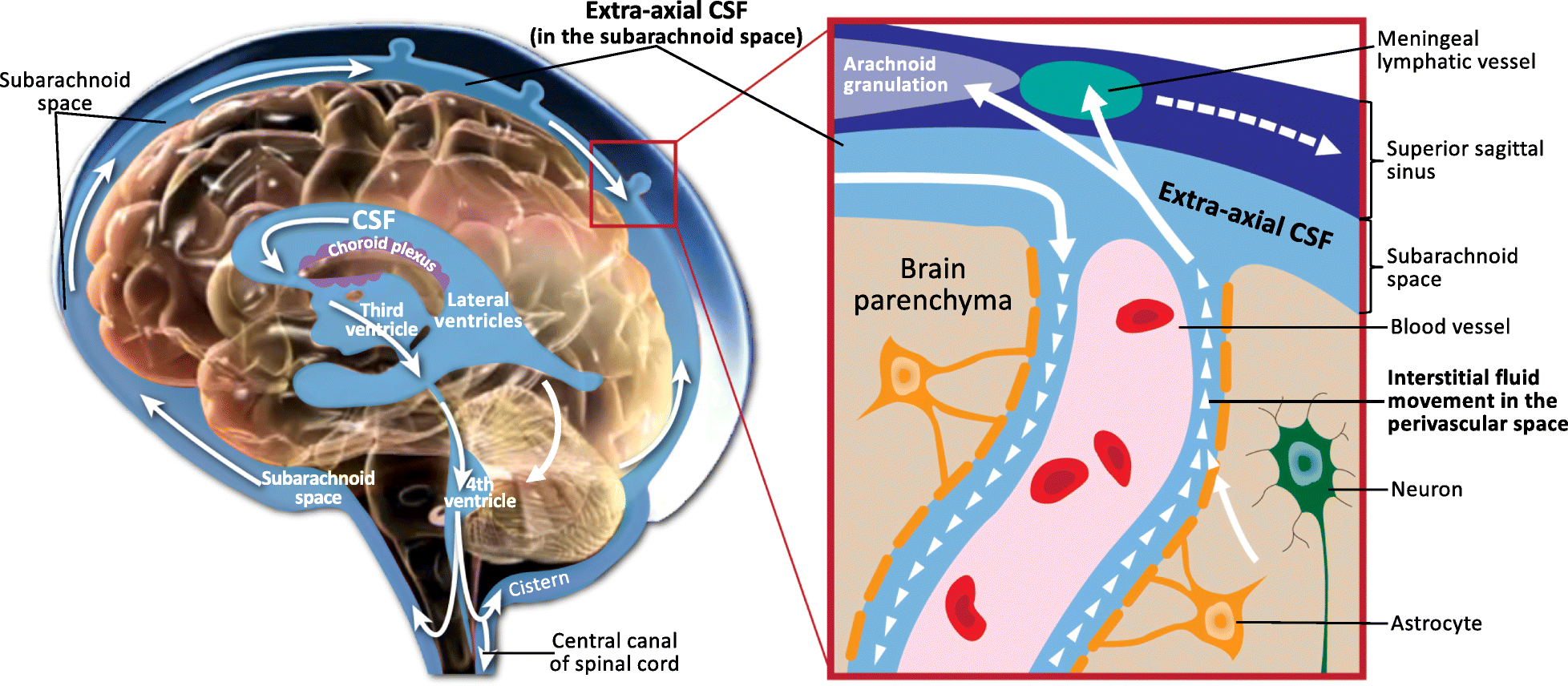 Diagram of cerebrospinal fluid circulating around the brain, with an inset showing fluid moving along the space beside a blood vessel in brain tissue
