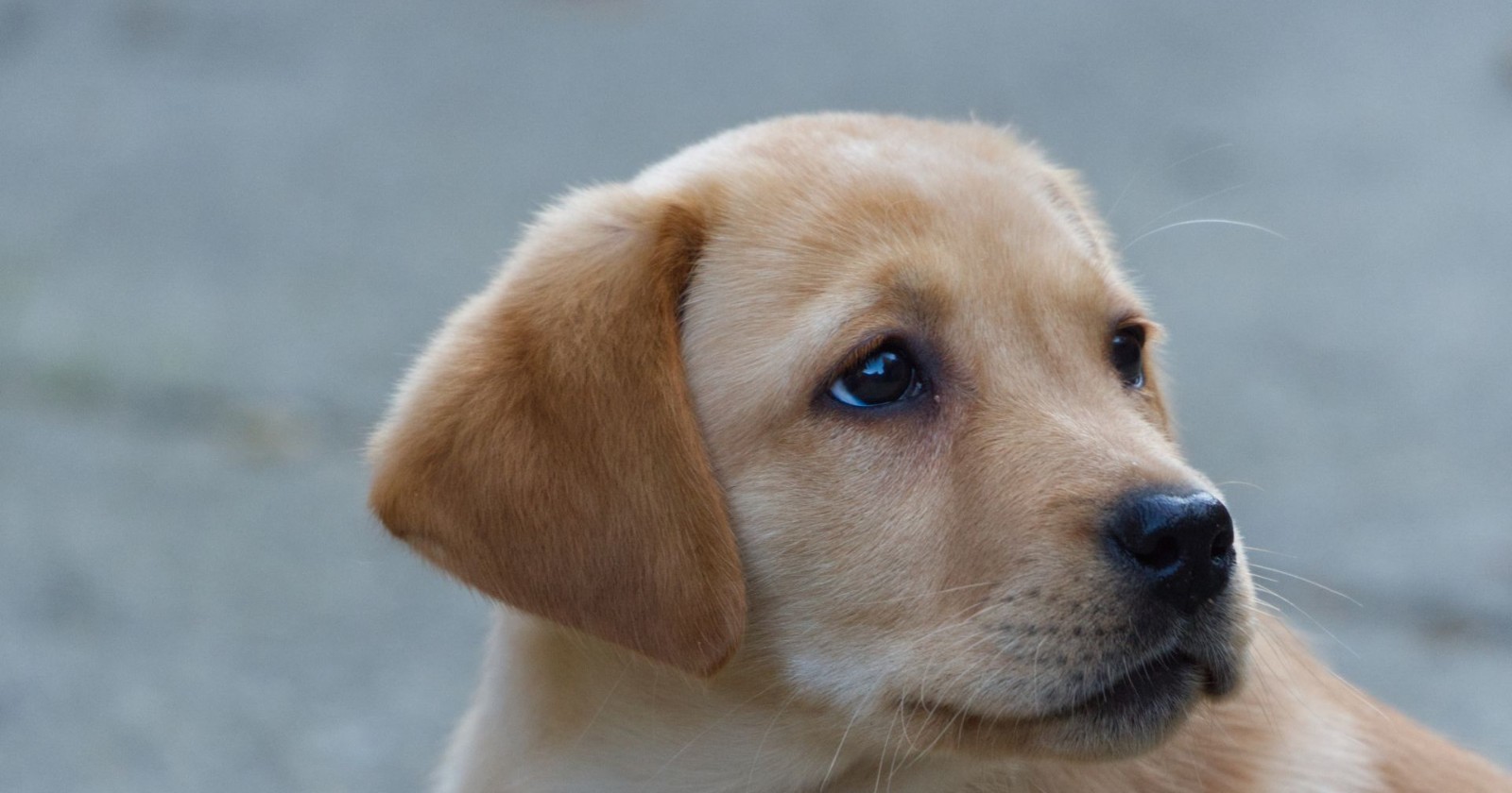 Close-up of a young golden-coloured dog looking off to the side