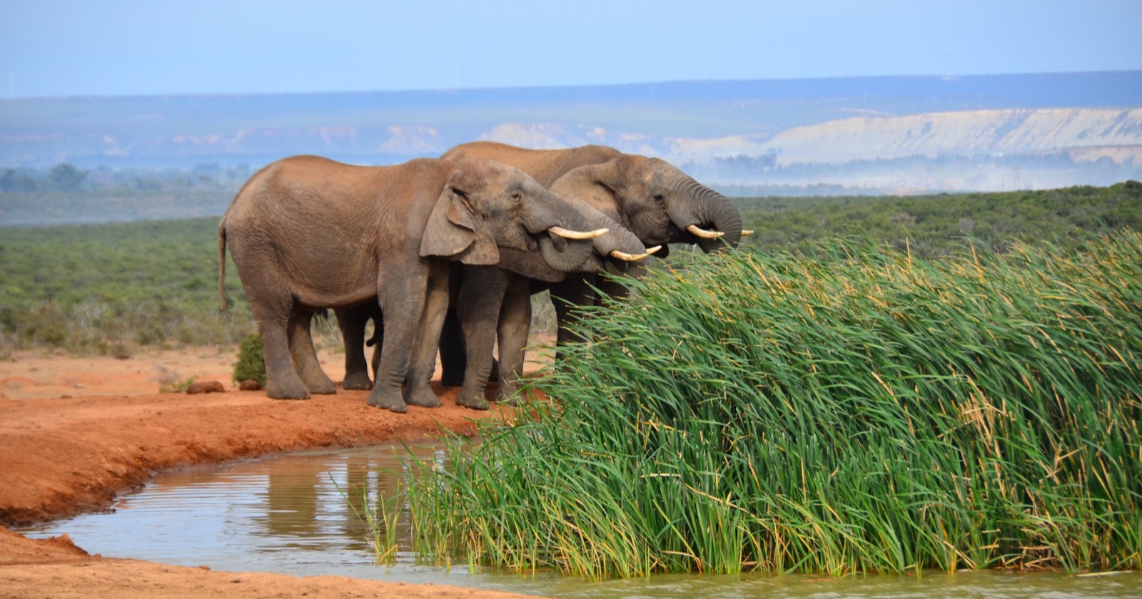 Three African elephants drinking at a waterhole beside tall reeds in Addo Elephant National Park, South Africa