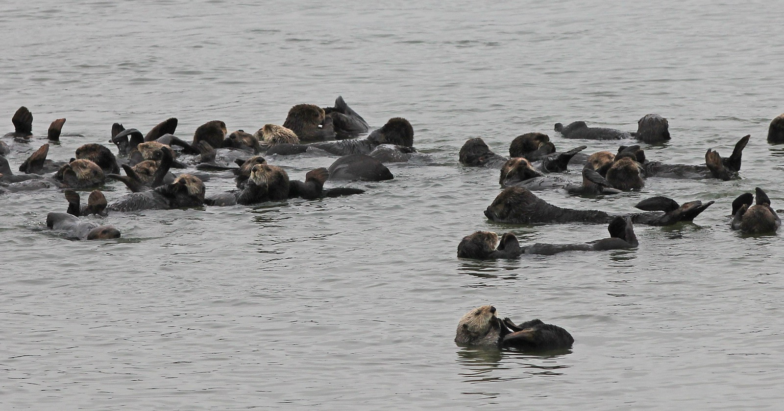 A raft of sea otters floating on their backs in the grey water of Elkhorn Slough, California