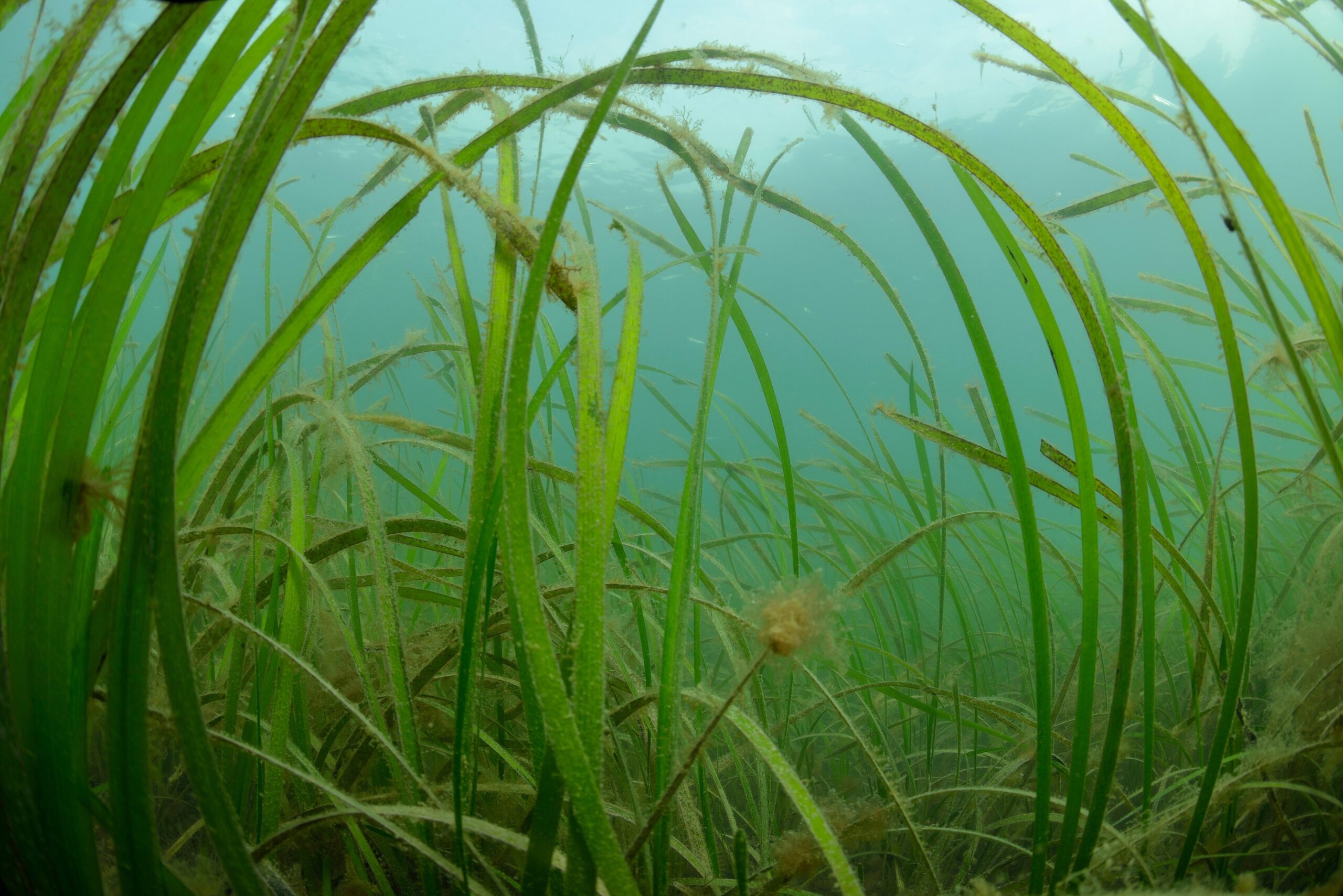 Long green ribbon-like eelgrass leaves rising from the seabed in a dense underwater meadow