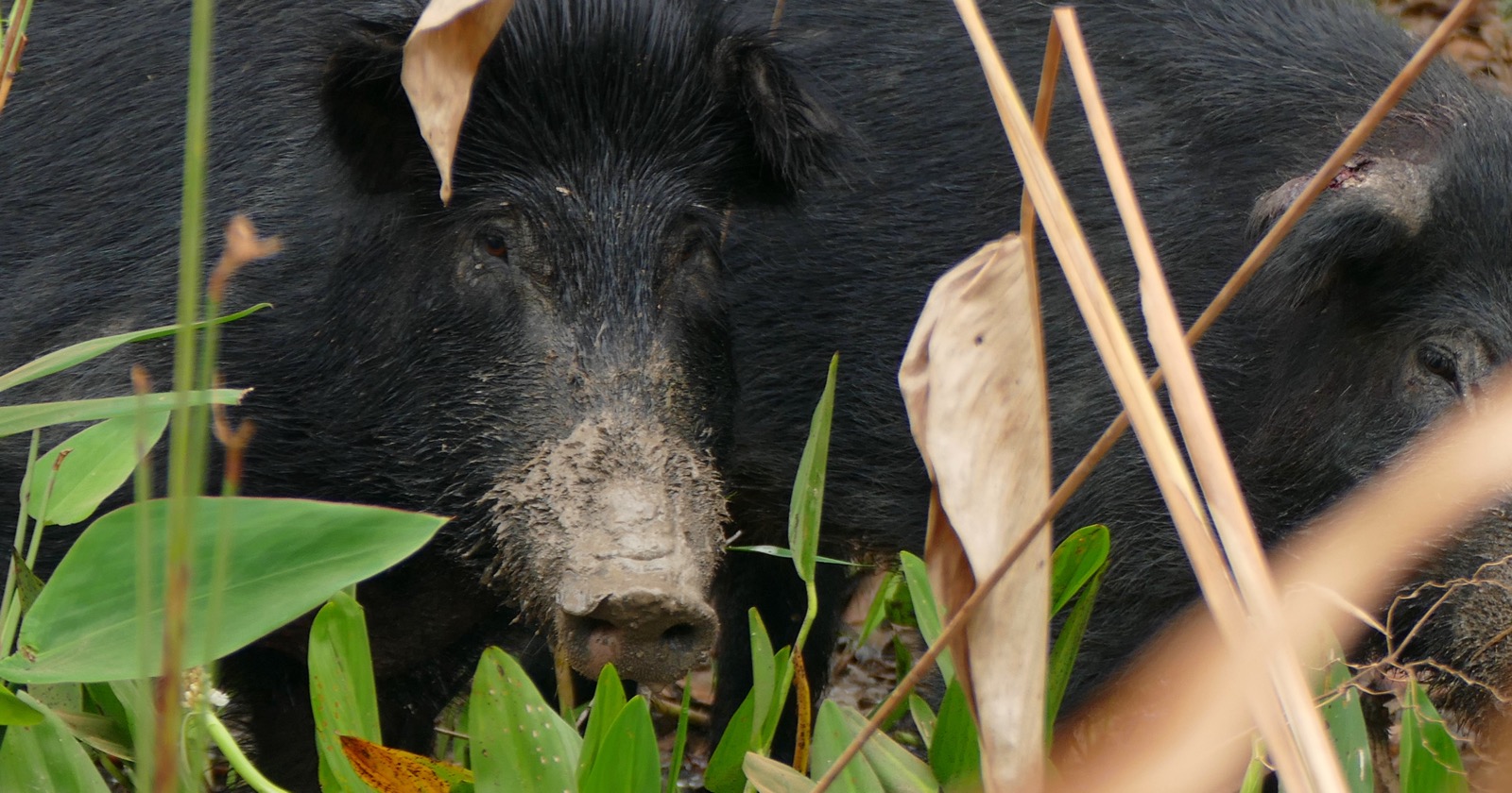 Two black feral pigs with mud-caked snouts standing among wetland plants
