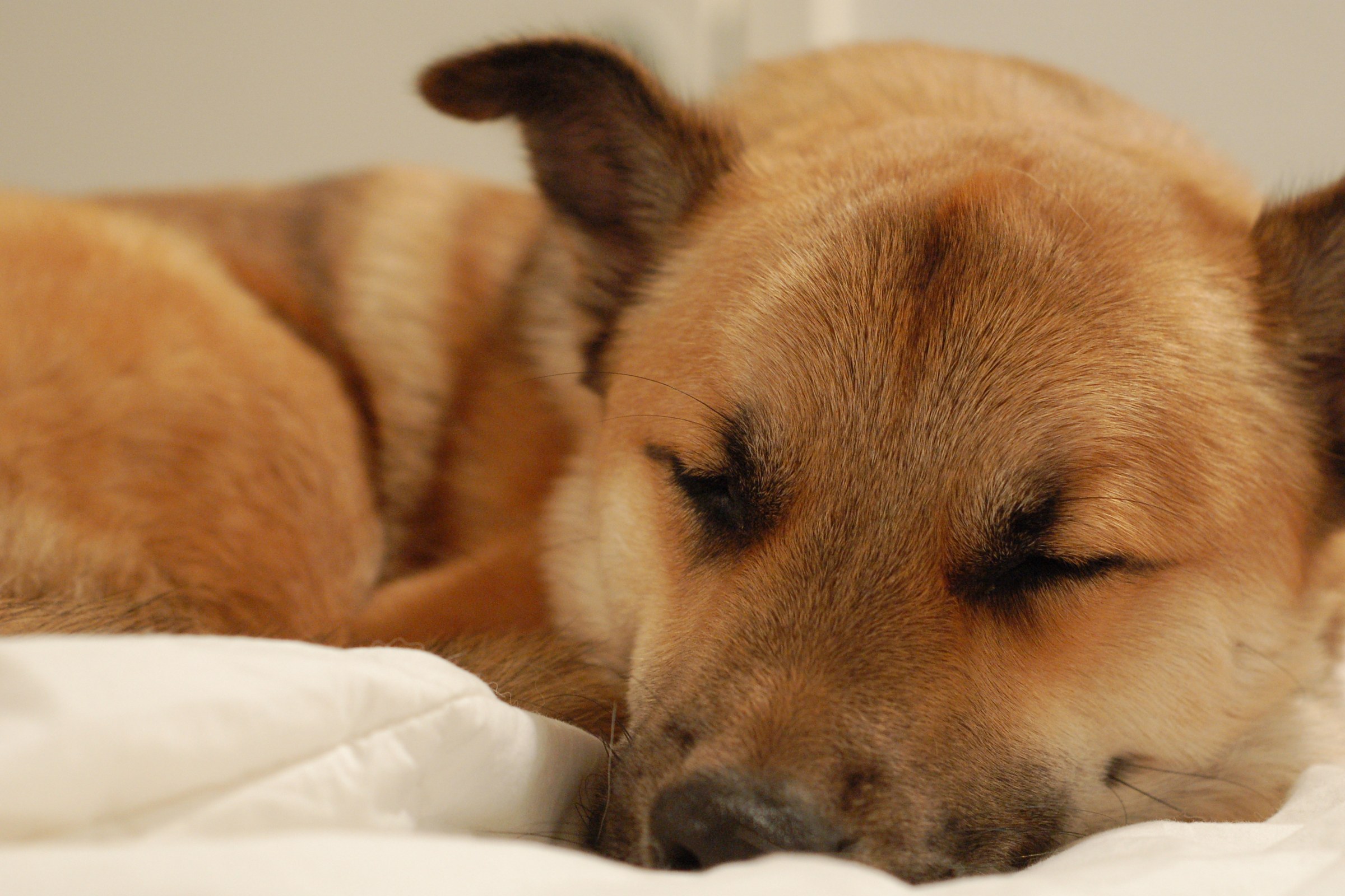 A husky mix dog curled up asleep