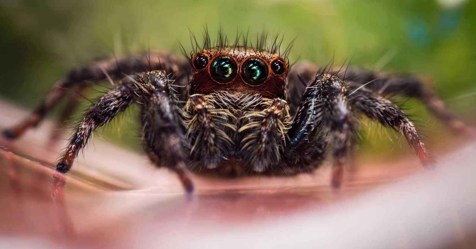 Front view of a jumping spider showing its large forward-facing eyes and hairy legs