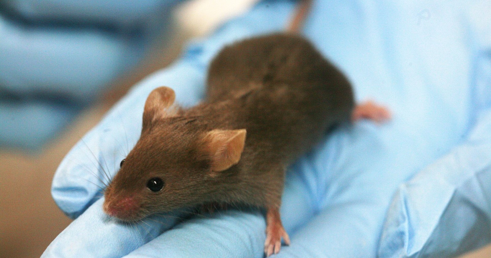 A brown laboratory mouse sitting on a researcher's gloved hand
