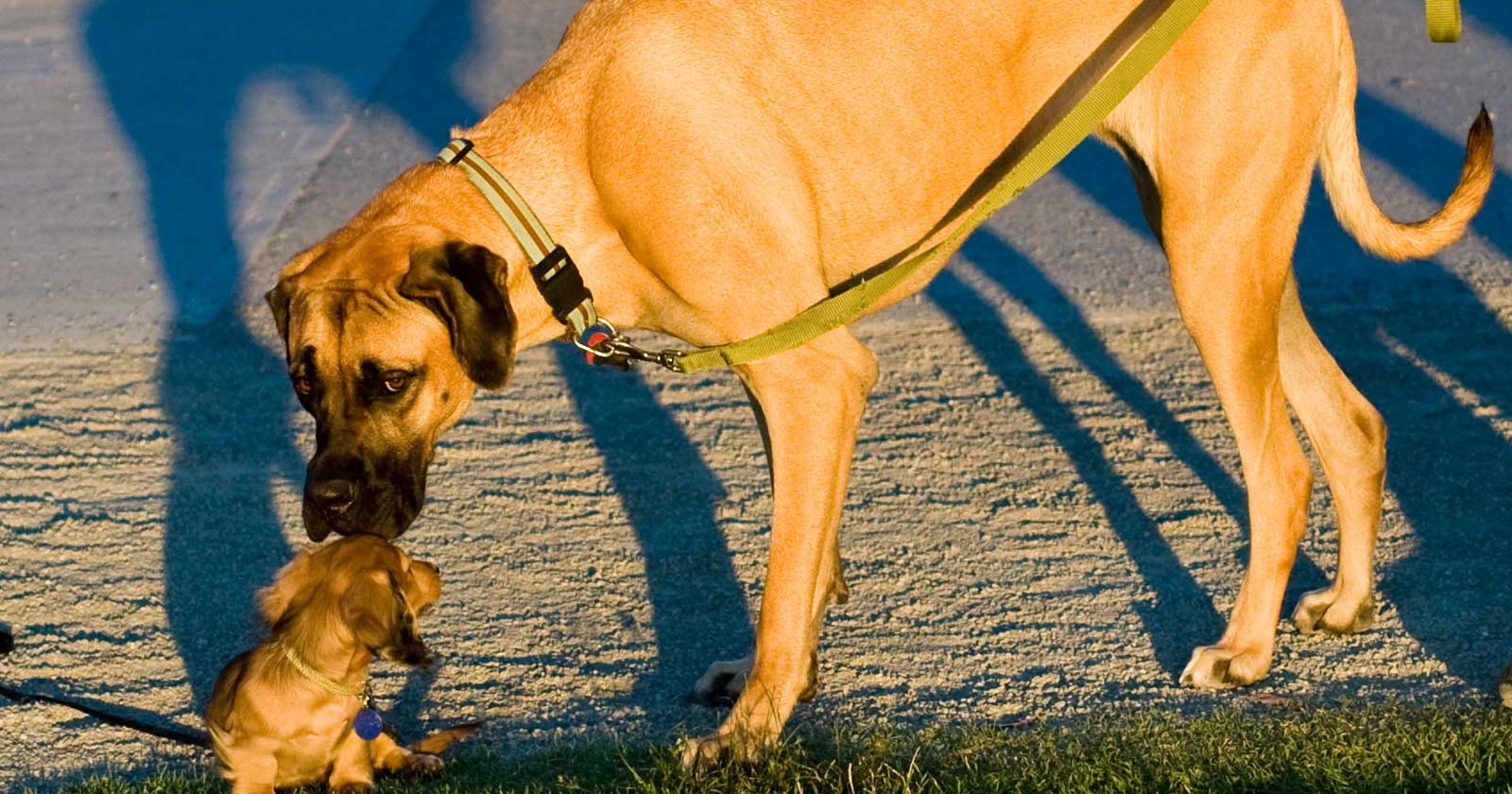 A large fawn dog on a lead bends down to sniff a small puppy on the grass