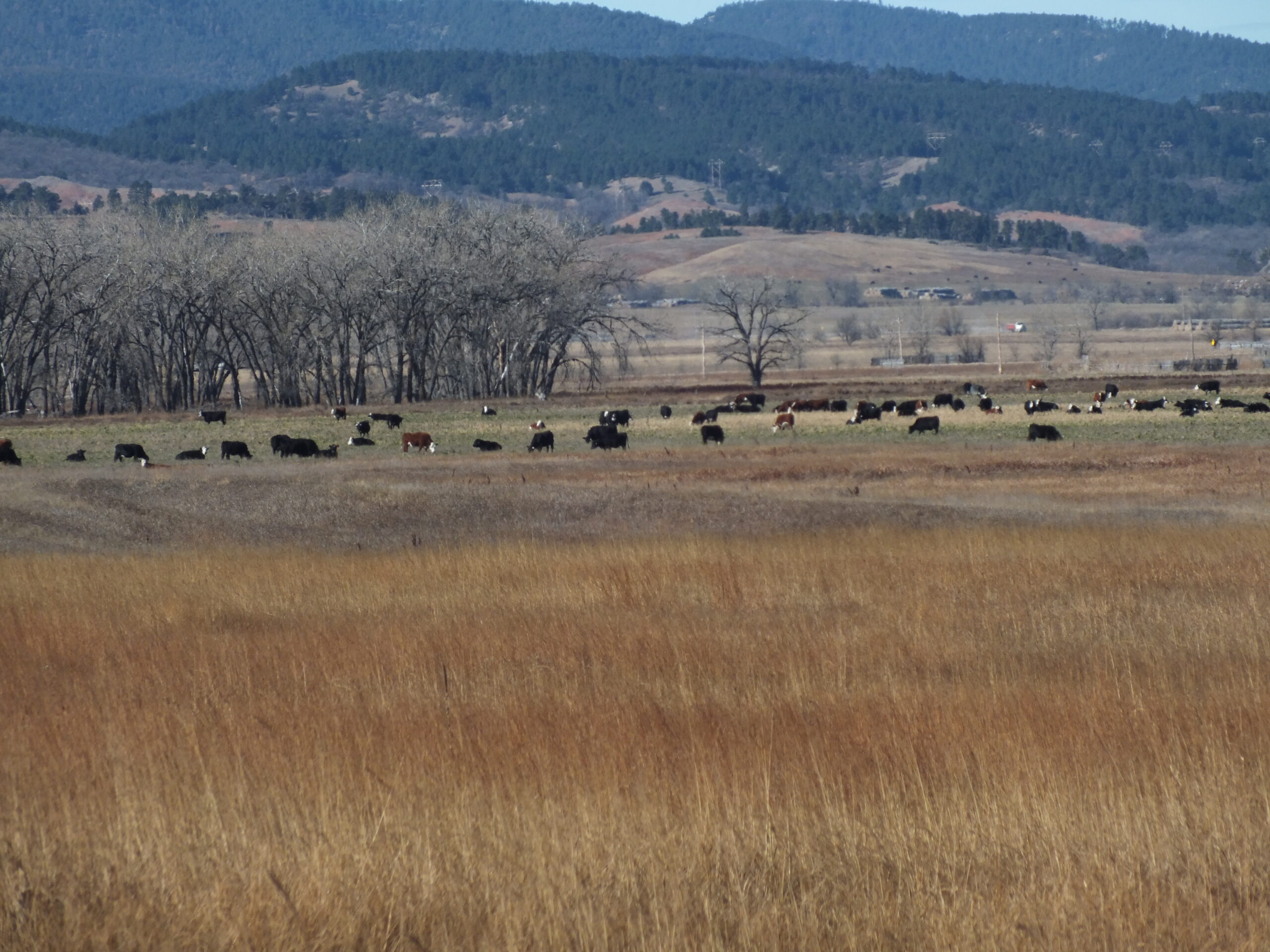 Cattle grazing a mixed cover crop in a field in South Dakota