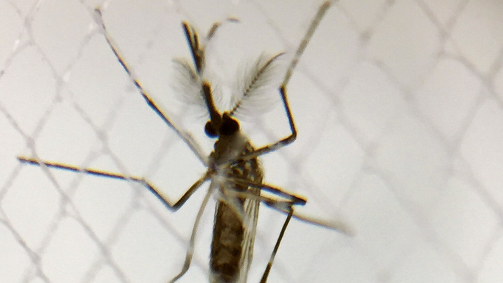Male Aedes aegypti mosquito resting on fine netting, its feathery antennae visible