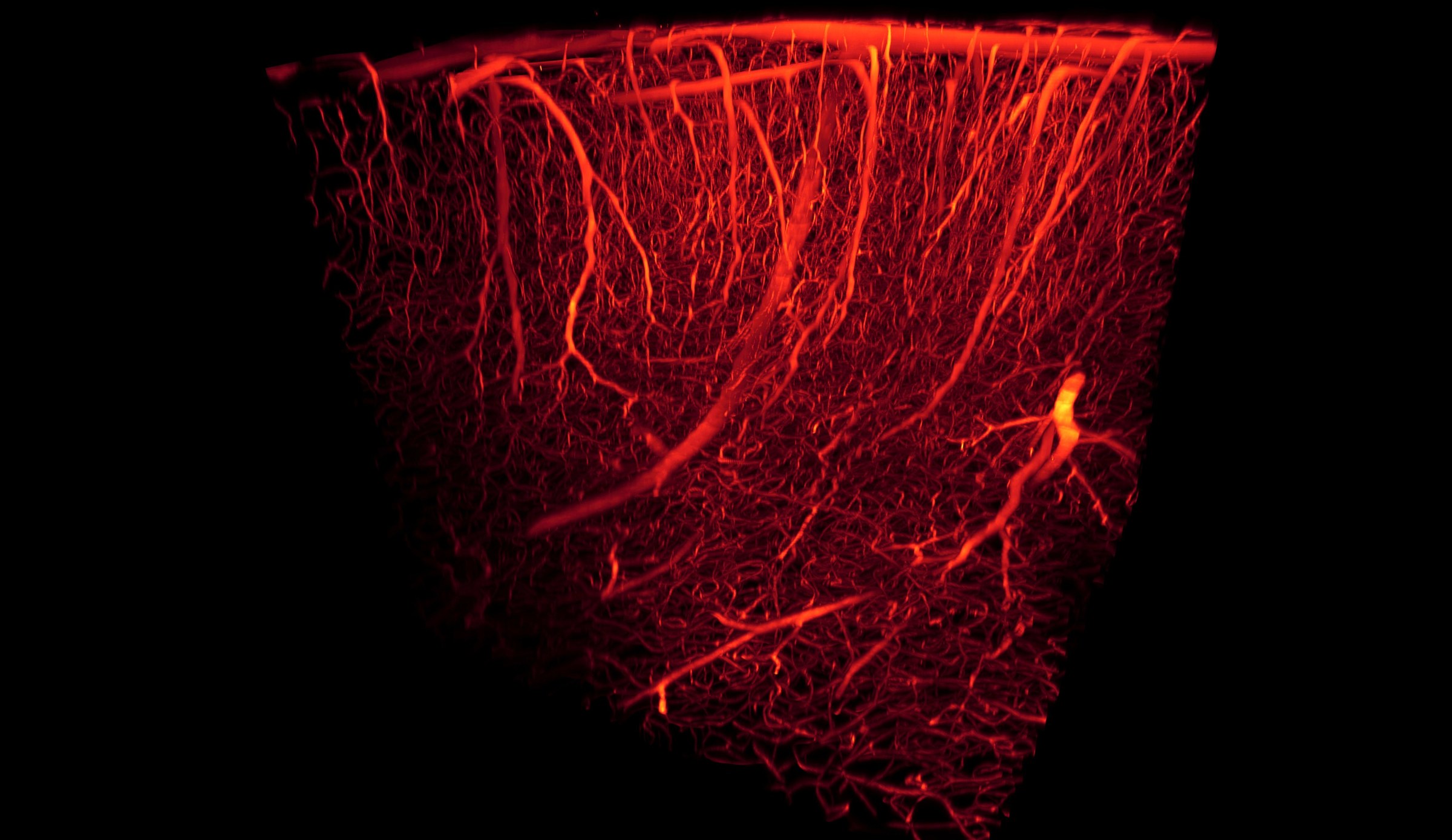Red fluorescent network of blood vessels in a 3D block of mouse brain cortex against a black background