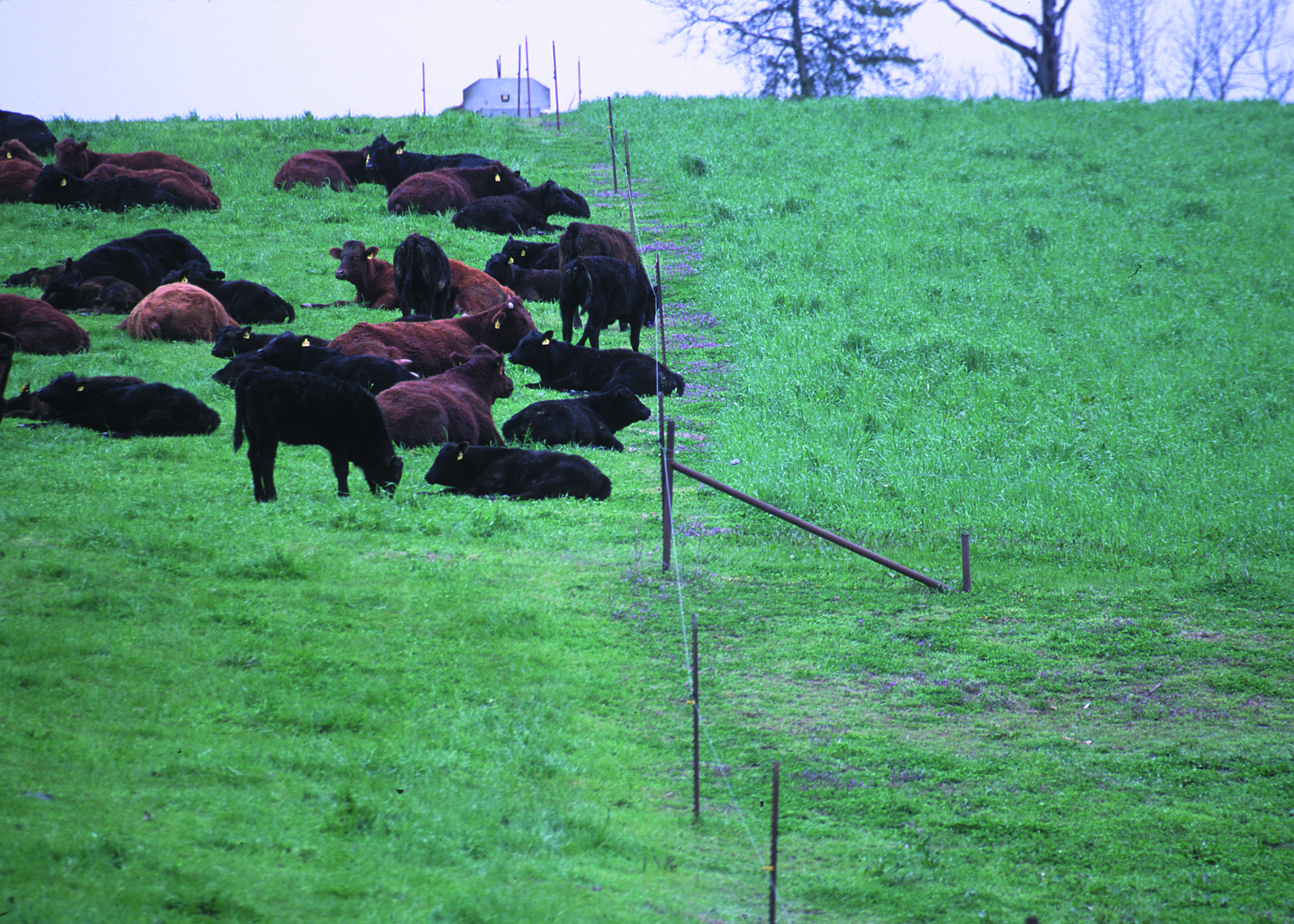 Cattle grazing a pasture divided by an electric fence, with grazed grass on one side and taller grass on the other