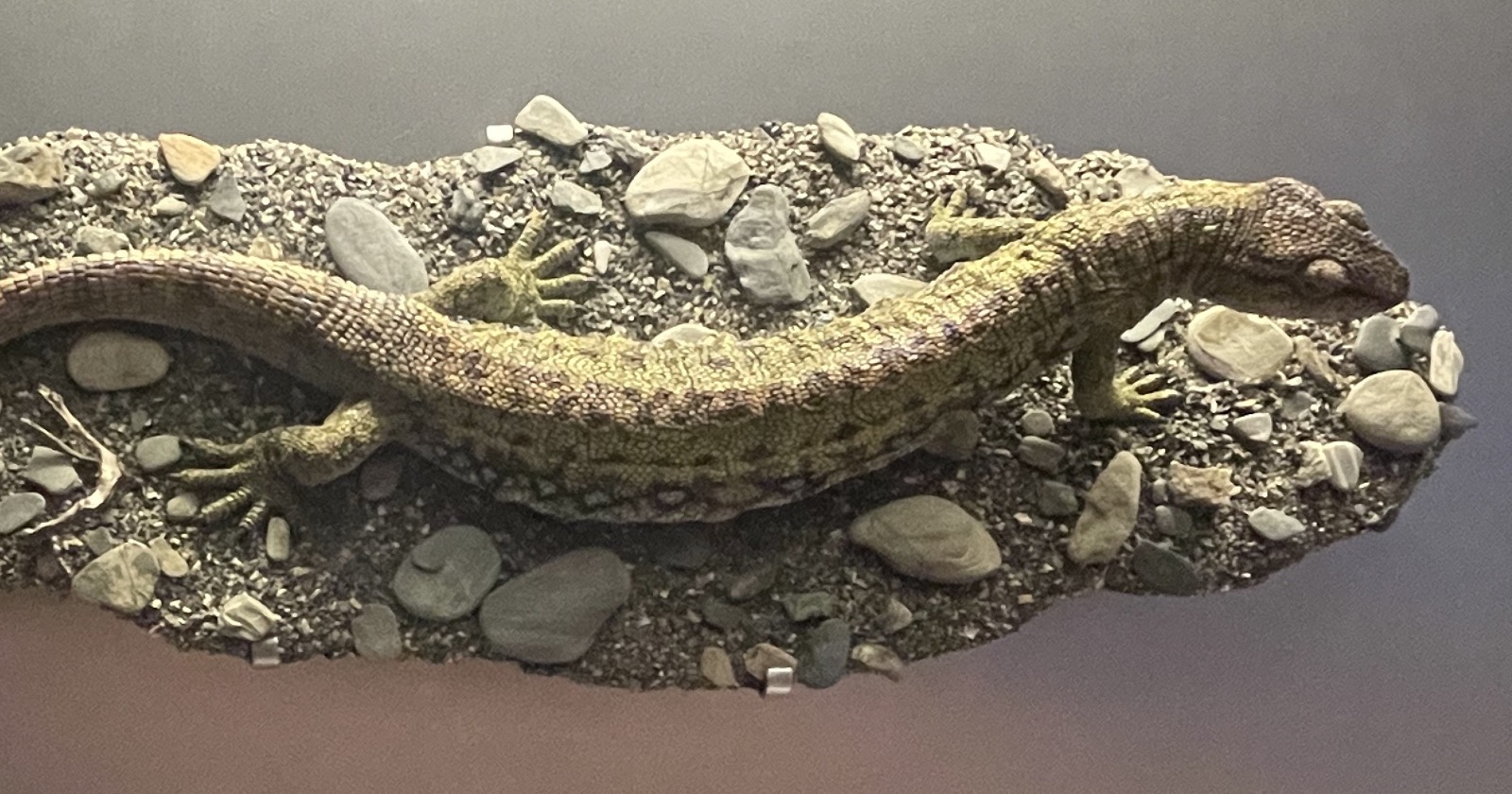 Museum model of Westlothiana lizziae, a long-bodied, lizard-like animal with a slender tail, shown on a bed of gravel and pebbles