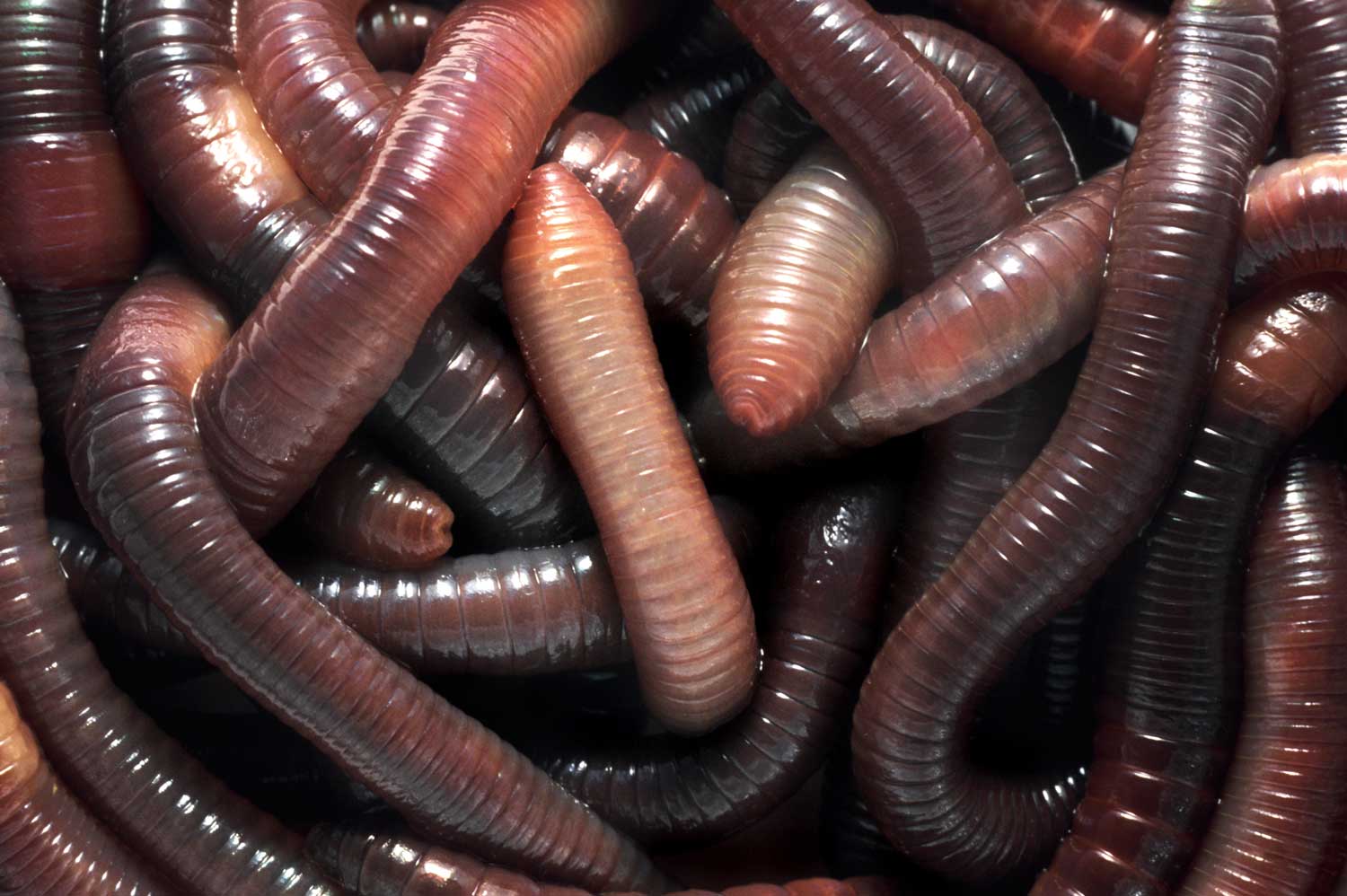 A tangle of earthworms, the source of the enzyme lumbrokinase