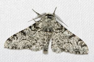 The white-bodied peppered moth. (Photo Credit: Olaf Leillinger via Wikimedia Commons).